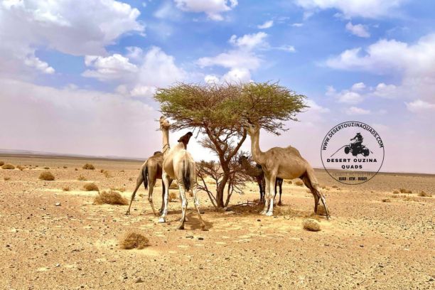 Tour KTM désert Merzouga 1 jour: Circuit KTM 1 jour Merzouga | Excursion moto KTM Merzouga | KTM désert marocain 1 jour | balade moto KTM Erg.